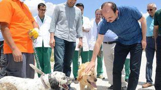 Konya’da Sokak Hayvanları İçin “bir Kap Yemek Bir Kap Su” Kampanyası