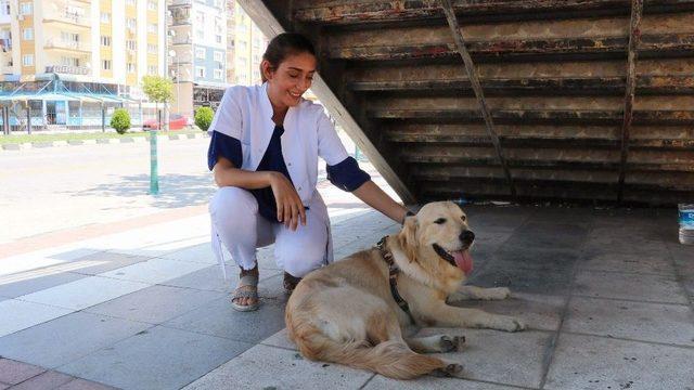 Sahibini Bekleyen Köpek Merdiven Altından Ayrılmıyor