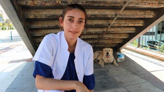 Sahibini Bekleyen Köpek Merdiven Altından Ayrılmıyor