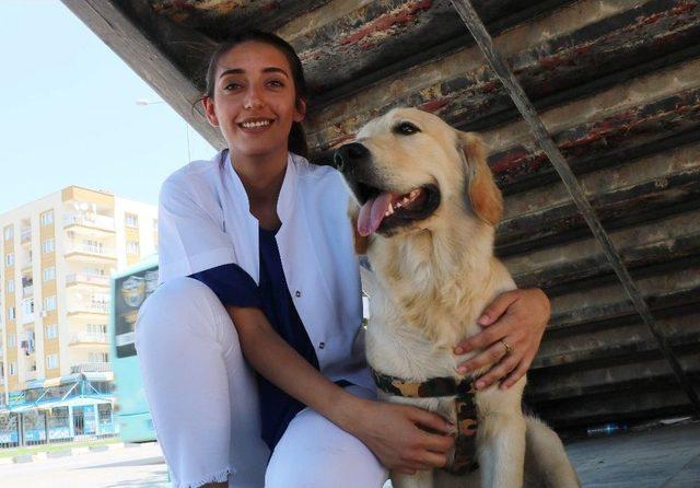 Sahibini Bekleyen Köpek Merdiven Altından Ayrılmıyor