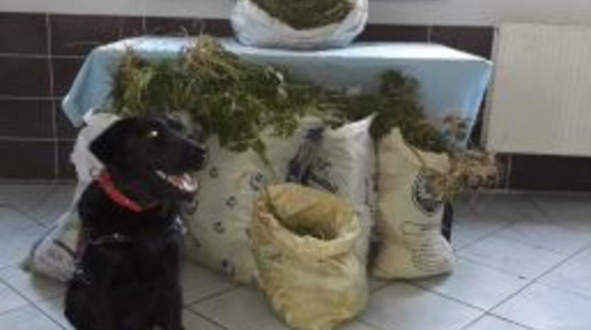 Jandarma’dan Felahiye’de Esrar Operasyonu