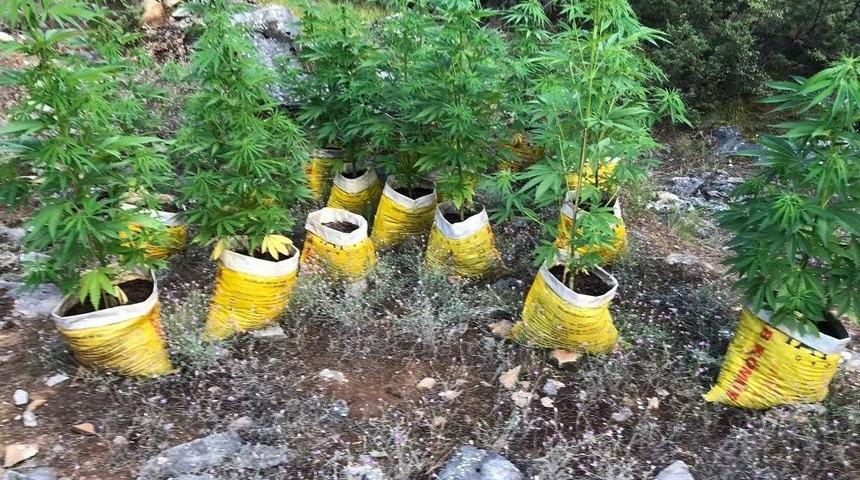 Uyuşturucu Yetiştiren &Ouml;ğretmen Su&ccedil;&uuml;st&uuml; Yakalandı