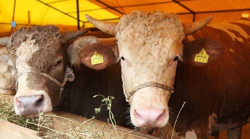Kurban Satış Ve Kesim Yerleri Belirlendi