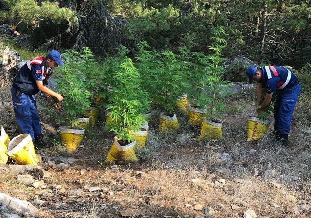 Uyuşturucu Yetiştiren Öğretmen Suçüstü Yakalandı