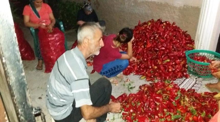 Adana&rsquo;da Biber Sal&ccedil;ası Sezonu A&ccedil;ıldı