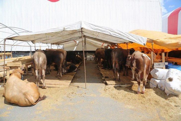 Kurbanların Gelmesiyle Hazırlıklar Tamamlandı G1