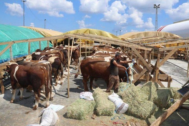 Kurbanların Gelmesiyle Hazırlıklar Tamamlandı G2