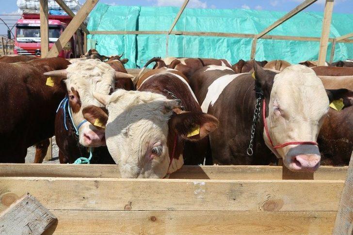 Kurbanların Gelmesiyle Hazırlıklar Tamamlandı G3