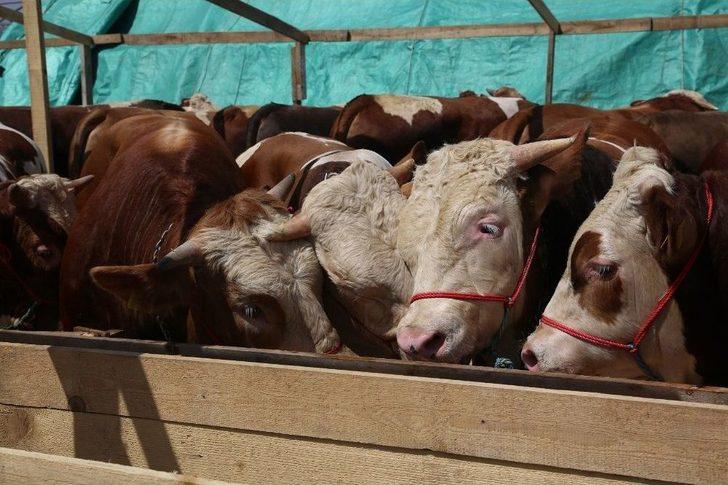 Kurbanların Gelmesiyle Hazırlıklar Tamamlandı G4