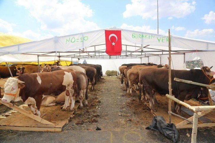 Kurbanların Gelmesiyle Hazırlıklar Tamamlandı G5