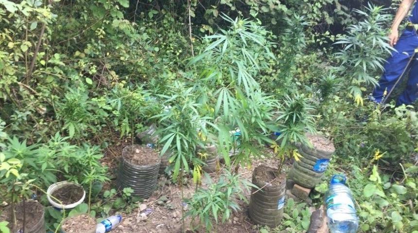 Jandarmanın Dikkati Ormana Dikilen Hint Kenevirlerini Ortaya Çıkardı