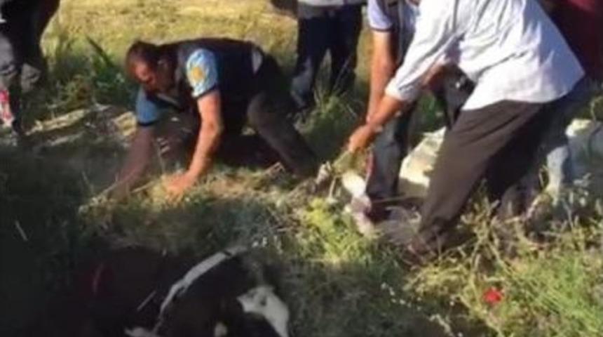 &Ccedil;ukura D&uuml;şen Buzağı İtfaiye Kurtardı