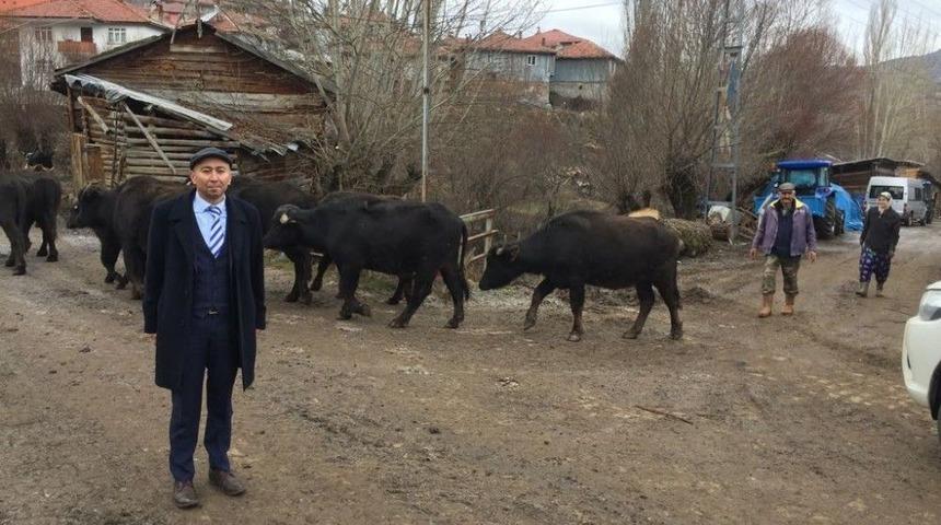 Kızılcahamam’da Buzağı Ölümlerine Son