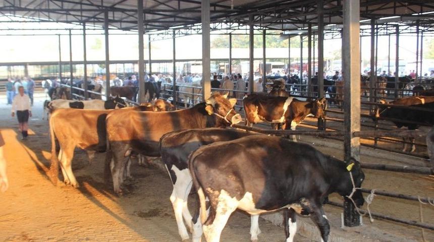 Aydın Hayvan Pazarı’nda Kurban Öncesi Durgunluk