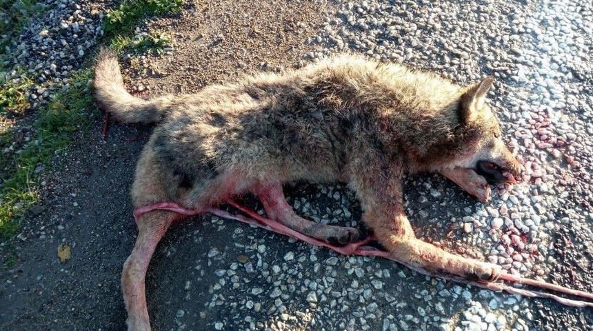 Dağdan Ovaya İnen Kurda Ara&ccedil; &Ccedil;arptı