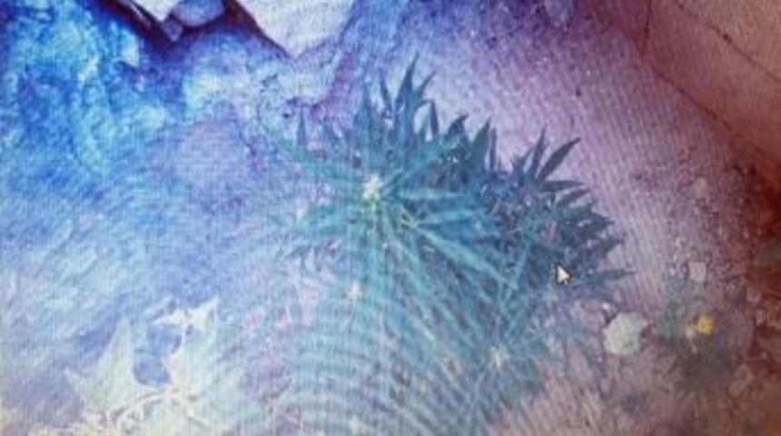 &Ccedil;i&ccedil;ekdağı İl&ccedil;esinde Hint Keneviri Ele Ge&ccedil;irildi