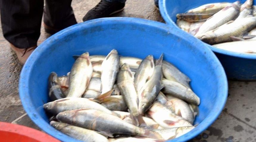 Botan Balığına Rağbet