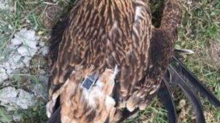 Verici İle Takip Edilen Kartal Ölü Bulundu