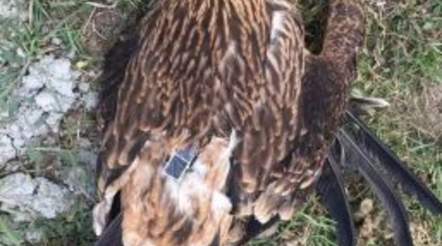 Verici İle Takip Edilen Kartal Ölü Bulundu