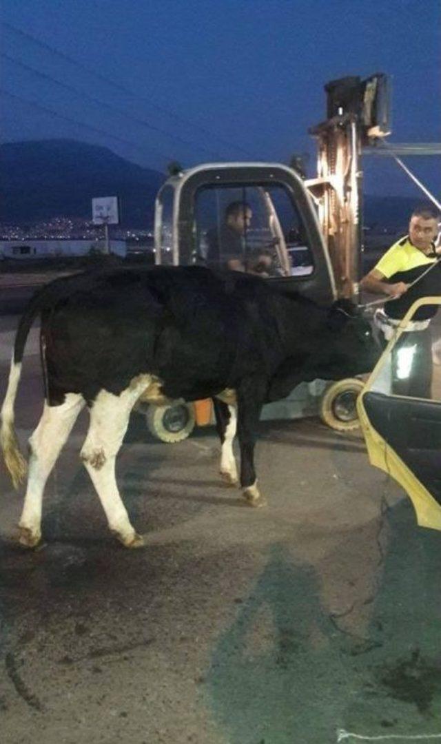 Hırsızlar 400 Kiloluk Danayı Otomobile Sığdırdı, Polis Bile Şaşırdı