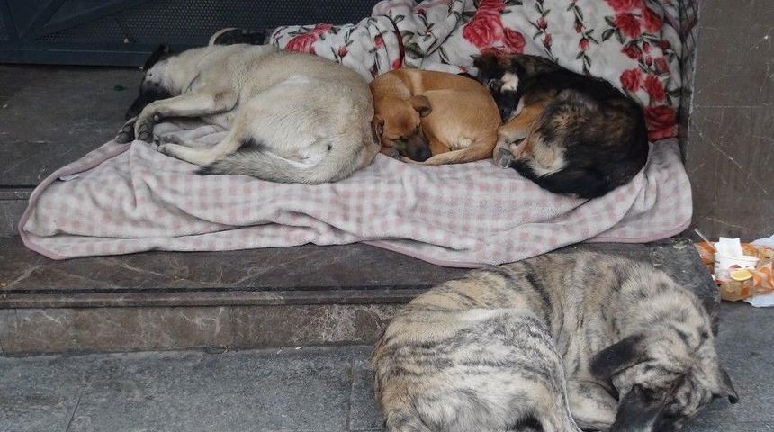 Taksim&rsquo;de Magandalar K&ouml;peği Bı&ccedil;aklayıp, Kemerle D&ouml;vd&uuml;ler