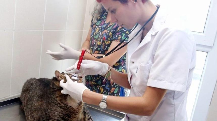 19 Kiloluk Kediye &Ouml;zel Diyet