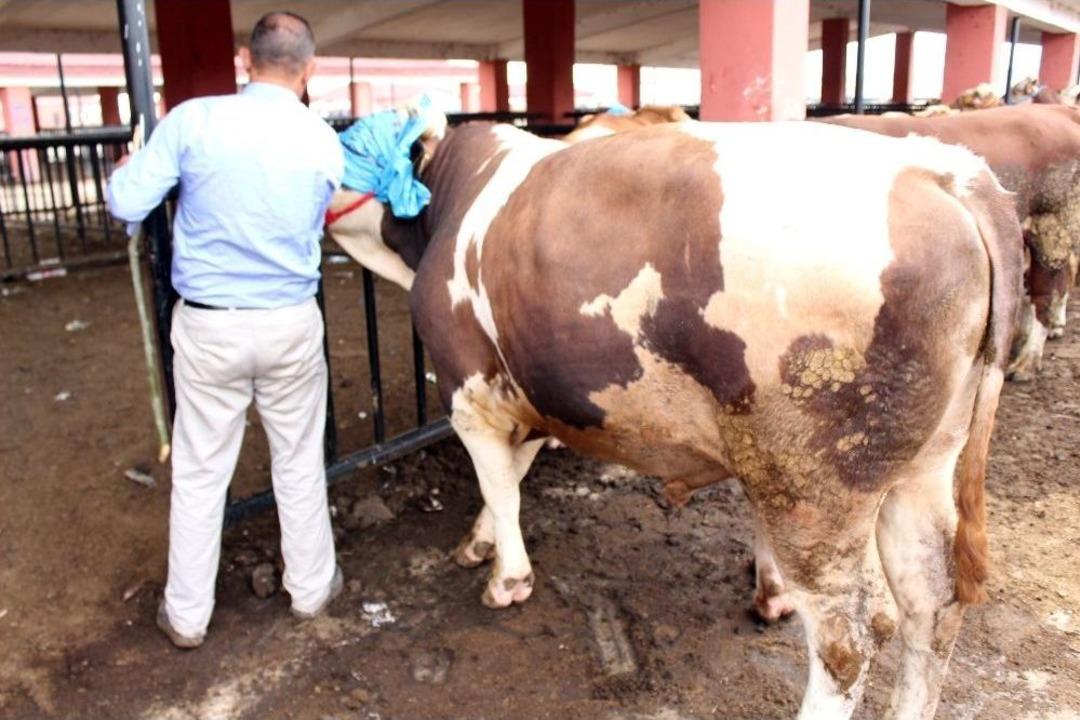 Ağrı&rsquo;da Kurban Hareketliliği