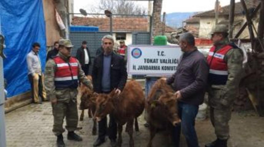 &Ccedil;alınan B&uuml;y&uuml;kbaş Hayvanlar Sahiplerine Teslim Edildi