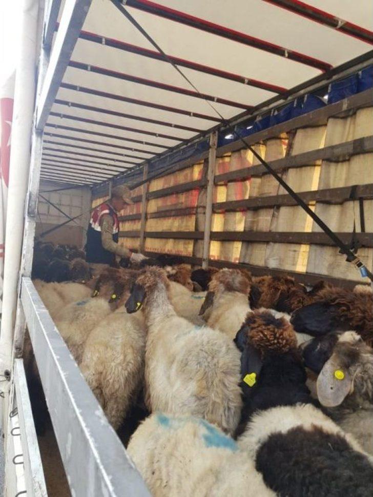 Jandarmadan Kurban Bayramı Tedbirleri G4