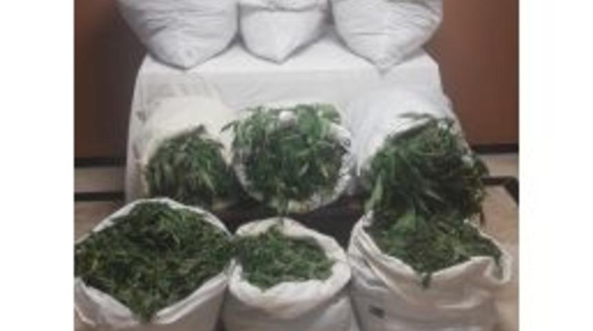 (d&uuml;zeltme) Alanya&rsquo;da 22 Bin 400 K&ouml;k Hint Keneviri Ele Ge&ccedil;irildi