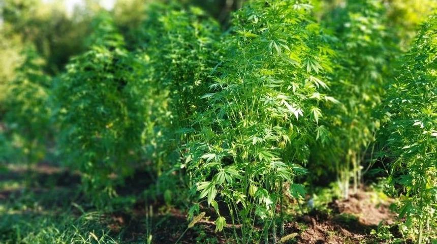 Jandarmadan Uyuşturucu Operasyonu: 3 G&ouml;zaltı