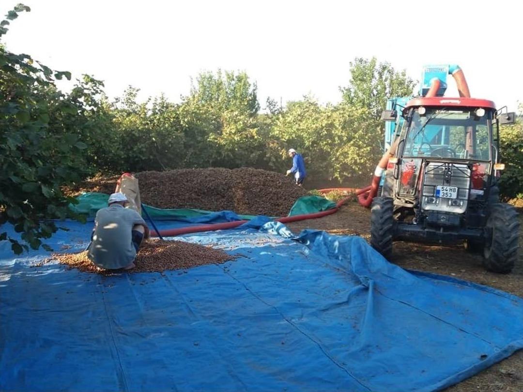 D&uuml;zce&rsquo;de Fındık Harmana İndi