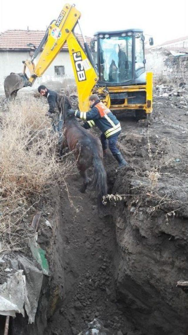 Çukura Düşen Atı İtfaiye Kurtardı