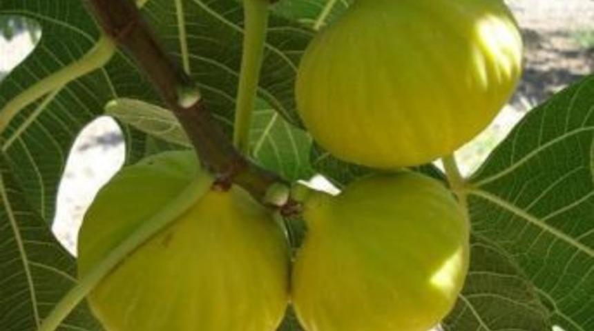 Melli İnciri Tescillendi