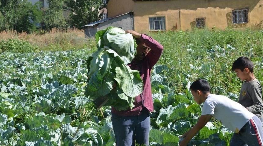 Muş’ta Lahana Hasadı 1,5 Ay Erken Başladı