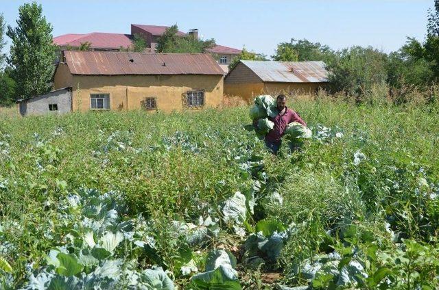 Muş’ta Lahana Hasadı 1,5 Ay Erken Başladı