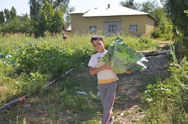 Muş’ta Lahana Hasadı 1,5 Ay Erken Başladı