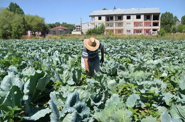 Muş’ta Lahana Hasadı 1,5 Ay Erken Başladı