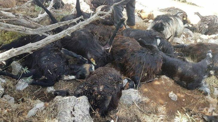 Sürüye Yıldırım Düştü, 31 Keçi Telef Oldu G1