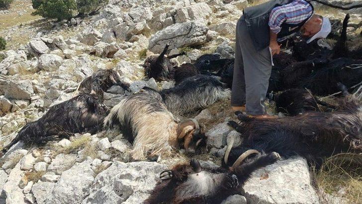 Sürüye Yıldırım Düştü, 31 Keçi Telef Oldu G2