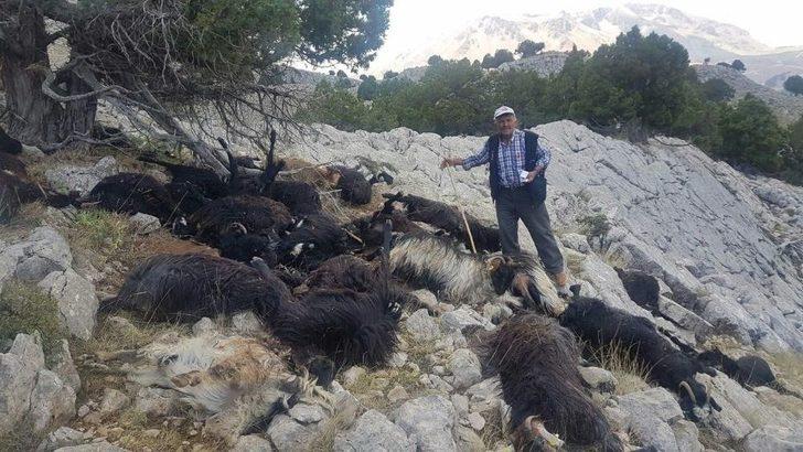 Sürüye Yıldırım Düştü, 31 Keçi Telef Oldu G3