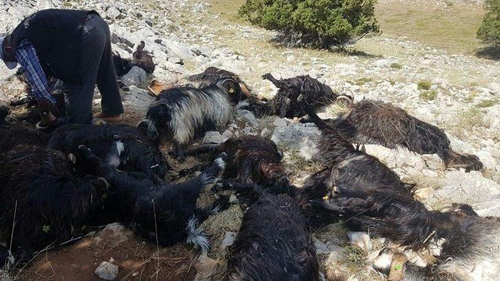 Sürüye Yıldırım Düştü, 31 Keçi Telef Oldu G4