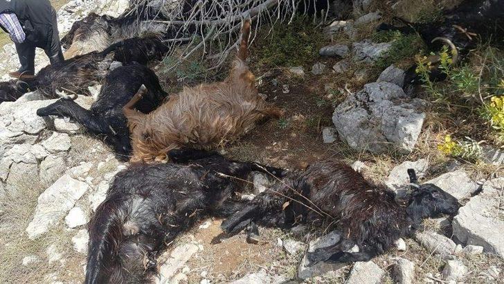 Sürüye Yıldırım Düştü, 31 Keçi Telef Oldu G5