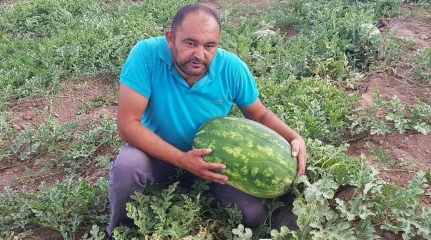 Tarlasında 30 Kilogramlık Karpuz Yetiştirdi