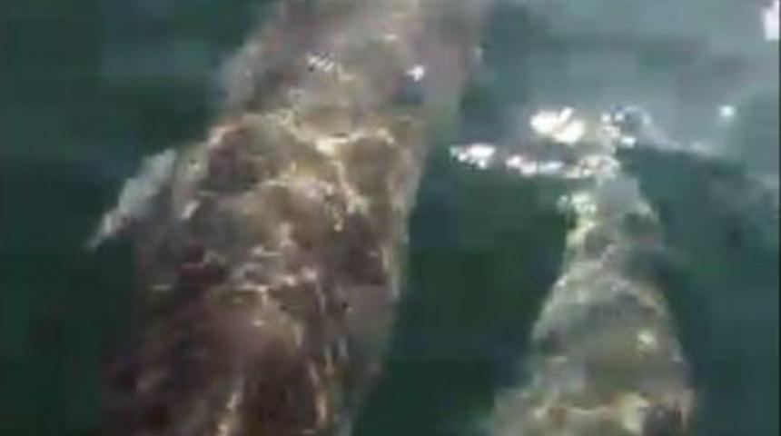 (&ouml;zel) Yunuslar Balık&ccedil;ı Teknesiyle Yarıştı