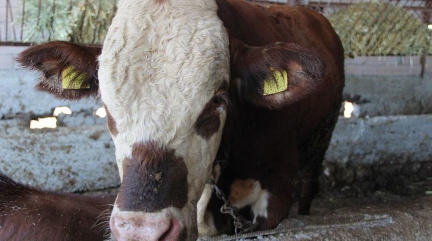 Erzurum Hayvan Pazarında Hareketlilik Artıyor