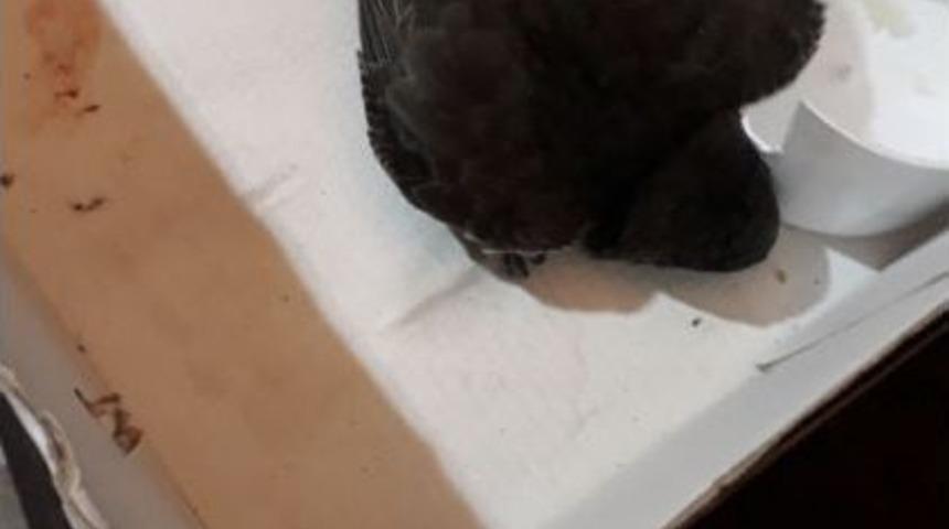 Kanadı Kırılan Hayvanı Veterinere Teslim Etti