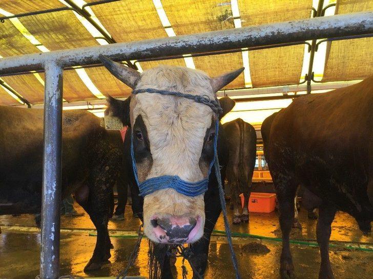 (özel) İbb Kurban Timi Görevde G2