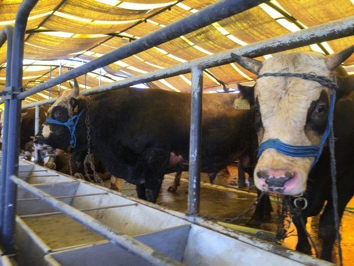 (özel) İbb Kurban Timi Görevde G4