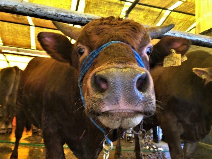 (özel) İbb Kurban Timi Görevde G5